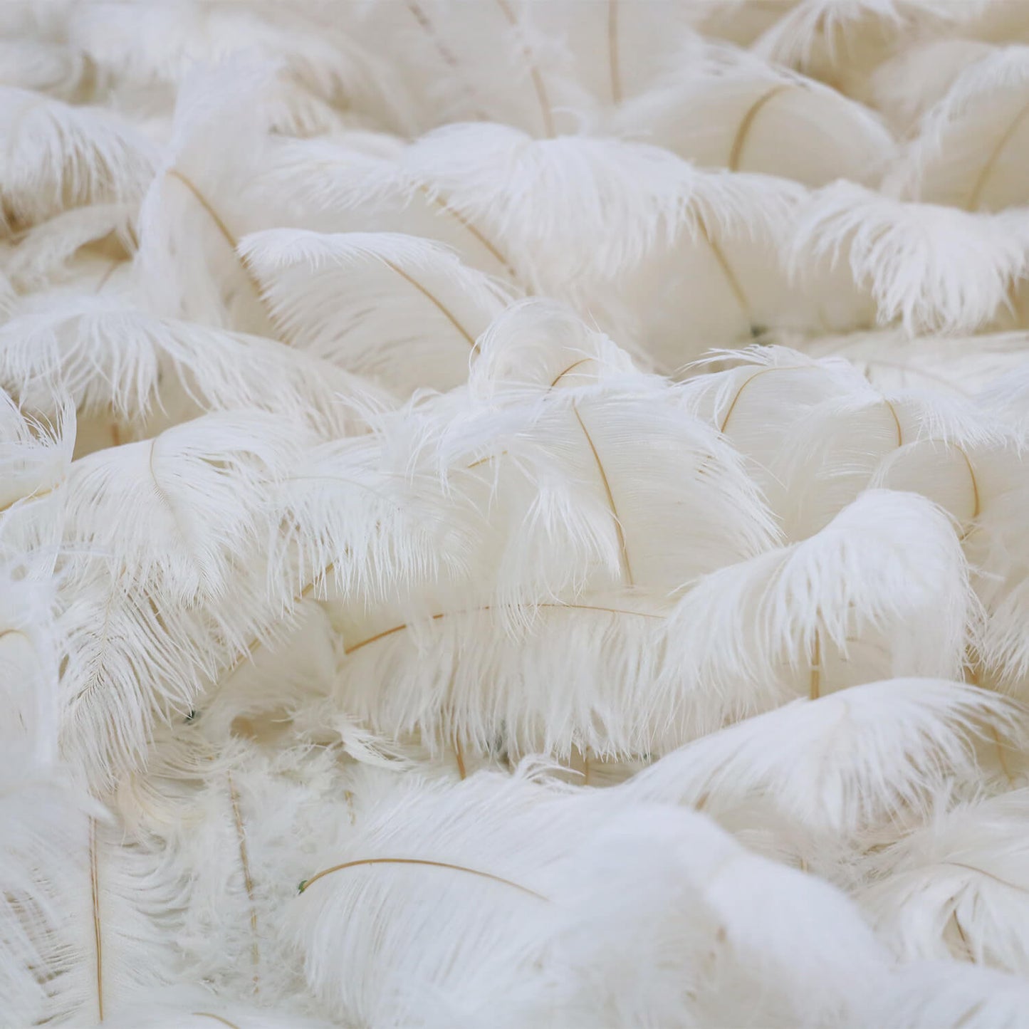 Boho White Feather Flower Wall for Wedding Arrangement Bridal Shower Party Backdrop-ubackdrop