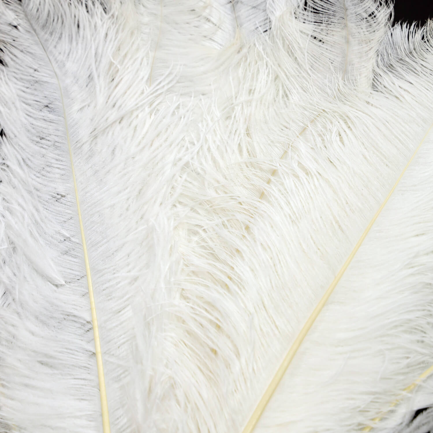 24"-26" Length White Natural Ostrich Feathers Centerpiece Filler-ubackdrop